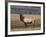 Elk Bull in Meadow, Yellowstone National Park, Wyoming, USA-Jamie & Judy Wild-Framed Photographic Print