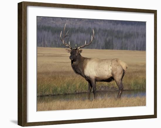 Elk Bull in Meadow, Yellowstone National Park, Wyoming, USA-Jamie & Judy Wild-Framed Photographic Print