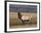 Elk Bull in Meadow, Yellowstone National Park, Wyoming, USA-Jamie & Judy Wild-Framed Photographic Print