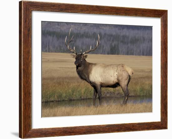 Elk Bull in Meadow, Yellowstone National Park, Wyoming, USA-Jamie & Judy Wild-Framed Photographic Print