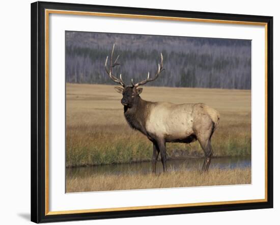 Elk Bull in Meadow, Yellowstone National Park, Wyoming, USA-Jamie & Judy Wild-Framed Photographic Print