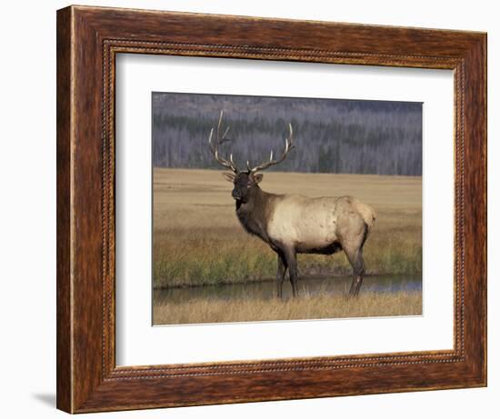 Elk Bull in Meadow, Yellowstone National Park, Wyoming, USA-Jamie & Judy Wild-Framed Photographic Print