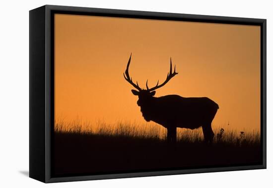 Elk Bull Silhouetted at Sunset, Montana-Richard and Susan Day-Framed Premier Image Canvas