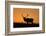 Elk Bull Silhouetted at Sunset, Montana-Richard and Susan Day-Framed Photographic Print
