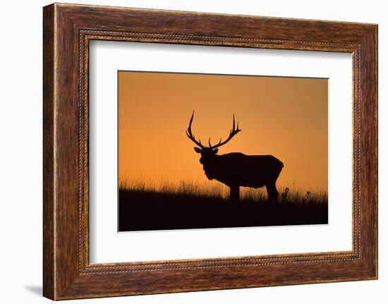 Elk Bull Silhouetted at Sunset, Montana-Richard and Susan Day-Framed Photographic Print