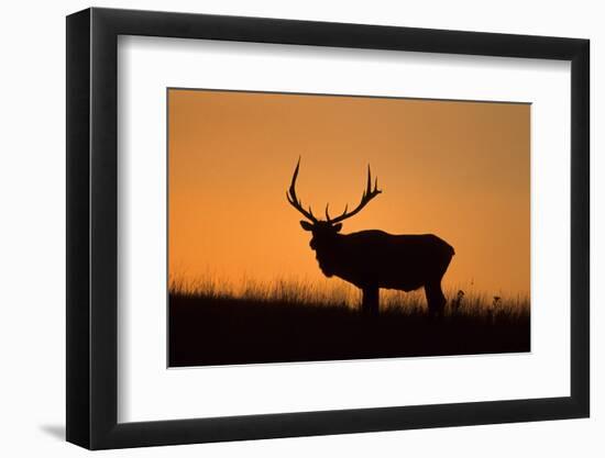 Elk Bull Silhouetted at Sunset, Montana-Richard and Susan Day-Framed Photographic Print