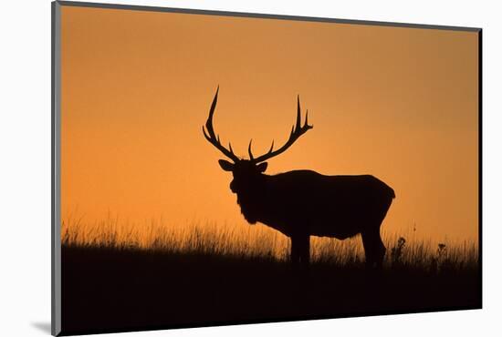 Elk Bull Silhouetted at Sunset, Montana-Richard and Susan Day-Mounted Photographic Print