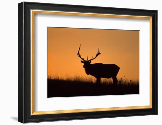 Elk Bull Silhouetted at Sunset, Montana-Richard and Susan Day-Framed Photographic Print