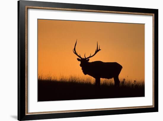 Elk Bull Silhouetted at Sunset, Montana-Richard and Susan Day-Framed Photographic Print