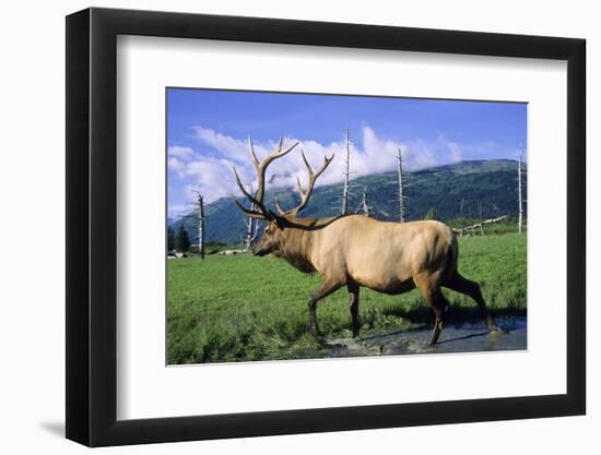 Elk Bull Walks Through a Stream in a Grassy Meadow, Portage, Alaska-Angel Wynn-Framed Photographic Print