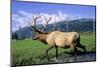 Elk Bull Walks Through a Stream in a Grassy Meadow, Portage, Alaska-Angel Wynn-Mounted Photographic Print