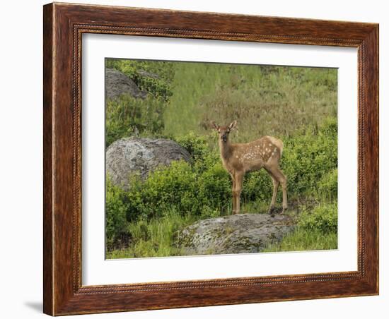 Elk Calf YNP-Galloimages Online-Framed Photographic Print