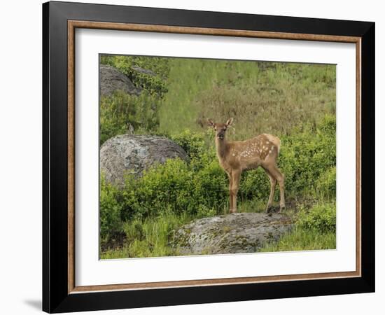 Elk Calf YNP-Galloimages Online-Framed Photographic Print