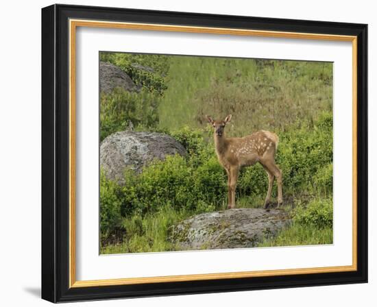 Elk Calf YNP-Galloimages Online-Framed Photographic Print