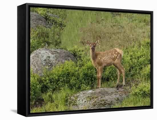 Elk Calf YNP-Galloimages Online-Framed Premier Image Canvas