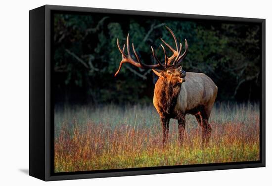 Elk Calling-Lantern Press-Framed Stretched Canvas