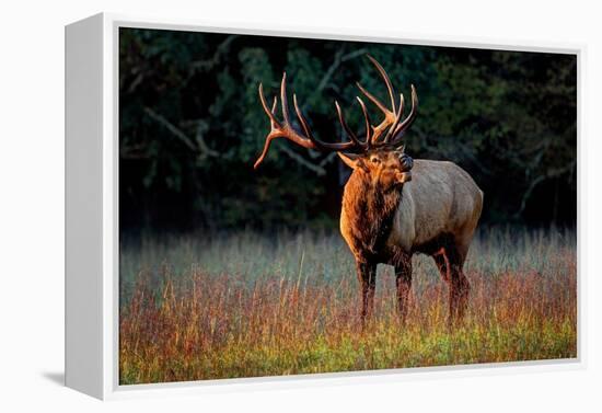 Elk Calling-Lantern Press-Framed Stretched Canvas