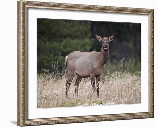 Elk (Cervus Canadensis) Cow, Jasper National Park, Alberta, Canada, North America-James Hager-Framed Photographic Print