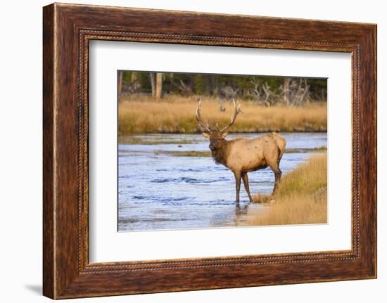 Elk (Cervus Canadensis) Crossing the Madison River, Yellowstone National Park, Wyoming, U.S.A.-Gary Cook-Framed Photographic Print