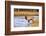 Elk (Cervus Canadensis) Crossing the Madison River, Yellowstone National Park, Wyoming, U.S.A.-Gary Cook-Framed Photographic Print