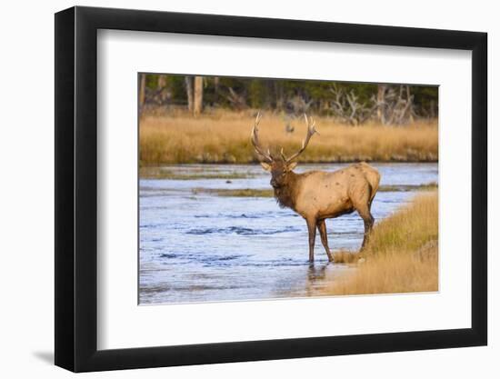 Elk (Cervus Canadensis) Crossing the Madison River, Yellowstone National Park, Wyoming, U.S.A.-Gary Cook-Framed Photographic Print