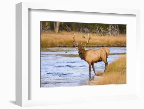 Elk (Cervus Canadensis) Crossing the Madison River, Yellowstone National Park, Wyoming, U.S.A.-Gary Cook-Framed Photographic Print