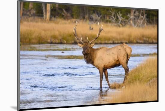 Elk (Cervus Canadensis) Crossing the Madison River, Yellowstone National Park, Wyoming, U.S.A.-Gary Cook-Mounted Photographic Print