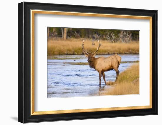 Elk (Cervus Canadensis) Crossing the Madison River, Yellowstone National Park, Wyoming, U.S.A.-Gary Cook-Framed Photographic Print