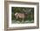 Elk (Cervus Canadensis) Near Lake Village, Yellowstone National Park, Wyoming, U.S.A.-Michael DeFreitas-Framed Photographic Print