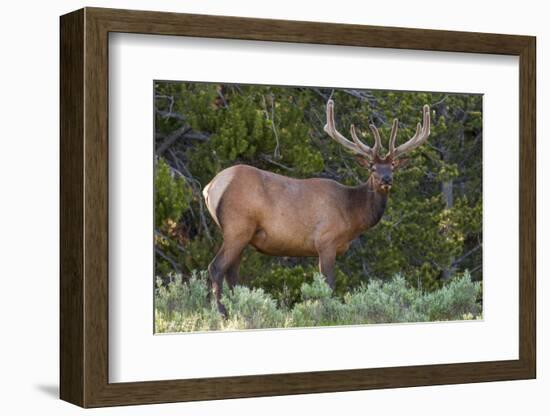 Elk (Cervus Canadensis) Near Lake Village, Yellowstone National Park, Wyoming, U.S.A.-Michael DeFreitas-Framed Photographic Print