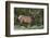 Elk (Cervus Canadensis) Near Lake Village, Yellowstone National Park, Wyoming, U.S.A.-Michael DeFreitas-Framed Photographic Print