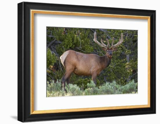 Elk (Cervus Canadensis) Near Lake Village, Yellowstone National Park, Wyoming, U.S.A.-Michael DeFreitas-Framed Photographic Print