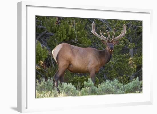 Elk (Cervus Canadensis) Near Lake Village, Yellowstone National Park, Wyoming, U.S.A.-Michael DeFreitas-Framed Photographic Print