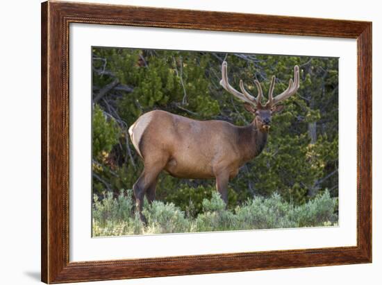 Elk (Cervus Canadensis) Near Lake Village, Yellowstone National Park, Wyoming, U.S.A.-Michael DeFreitas-Framed Photographic Print