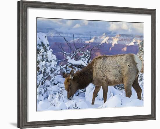 Elk (Cervus Canadensis) (Wapiti), Grand Canyon Nat'l Park, UNESCO World Heritage Site, Arizona, USA-Michael Nolan-Framed Photographic Print