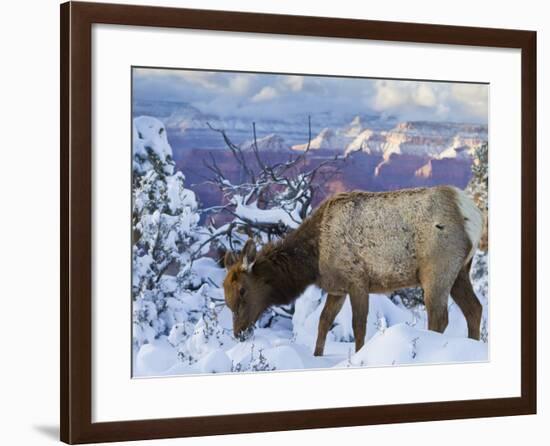 Elk (Cervus Canadensis) (Wapiti), Grand Canyon Nat'l Park, UNESCO World Heritage Site, Arizona, USA-Michael Nolan-Framed Photographic Print