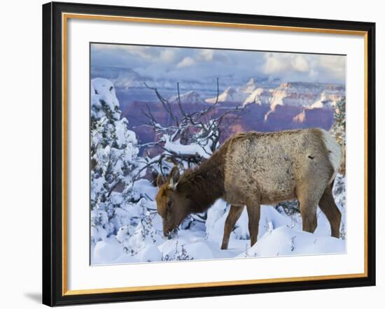 Elk (Cervus Canadensis) (Wapiti), Grand Canyon Nat'l Park, UNESCO World Heritage Site, Arizona, USA-Michael Nolan-Framed Photographic Print