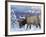 Elk (Cervus Canadensis) (Wapiti), Grand Canyon Nat'l Park, UNESCO World Heritage Site, Arizona, USA-Michael Nolan-Framed Photographic Print