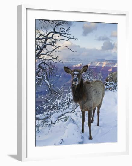 Elk (Cervus Canadensis) (Wapiti), Grand Canyon Nat'l Park, UNESCO World Heritage Site, Arizona, USA-Michael Nolan-Framed Photographic Print