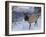 Elk (Cervus Canadensis) (Wapiti), Grand Canyon Nat'l Park, UNESCO World Heritage Site, Arizona, USA-Michael Nolan-Framed Photographic Print