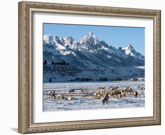 Elk (Cervus Canadensis) with Antlers, Snow-Covered Teton Mountains in the Background, Elk Wildlife -Kimberly Walker-Framed Photographic Print