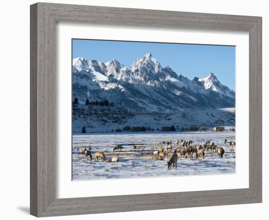 Elk (Cervus Canadensis) with Antlers, Snow-Covered Teton Mountains in the Background, Elk Wildlife -Kimberly Walker-Framed Photographic Print