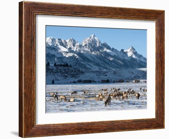 Elk (Cervus Canadensis) with Antlers, Snow-Covered Teton Mountains in the Background, Elk Wildlife -Kimberly Walker-Framed Photographic Print