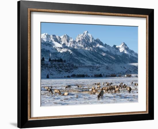 Elk (Cervus Canadensis) with Antlers, Snow-Covered Teton Mountains in the Background, Elk Wildlife -Kimberly Walker-Framed Photographic Print