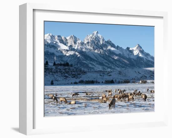 Elk (Cervus Canadensis) with Antlers, Snow-Covered Teton Mountains in the Background, Elk Wildlife -Kimberly Walker-Framed Photographic Print