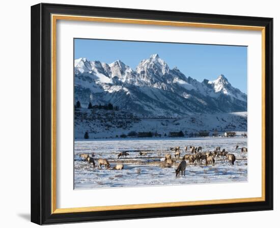 Elk (Cervus Canadensis) with Antlers, Snow-Covered Teton Mountains in the Background, Elk Wildlife -Kimberly Walker-Framed Photographic Print