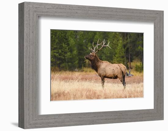 Elk (Cervus Canadensis), Yellowstone National Park, Wyoming, United States of America-Gary Cook-Framed Photographic Print