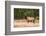Elk (Cervus Canadensis), Yellowstone National Park, Wyoming, United States of America-Gary Cook-Framed Photographic Print