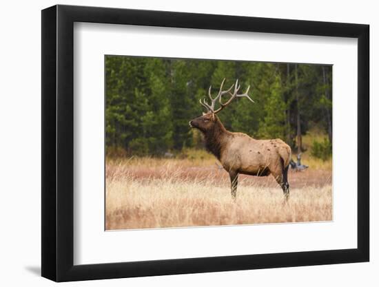 Elk (Cervus Canadensis), Yellowstone National Park, Wyoming, United States of America-Gary Cook-Framed Photographic Print