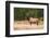 Elk (Cervus Canadensis), Yellowstone National Park, Wyoming, United States of America-Gary Cook-Framed Photographic Print